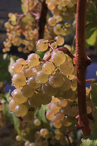 Wein und Kulinarisches in Neef